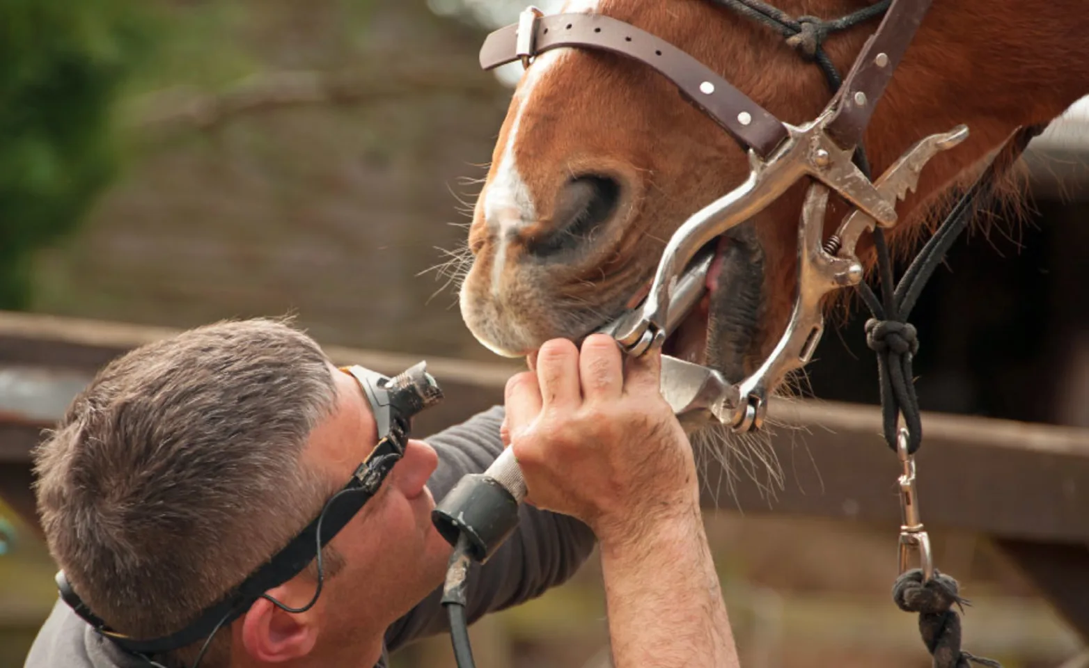 Horse receiving a dental examination